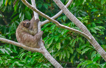 Canal Rainforest Cruise