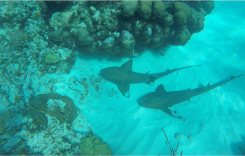 Snorkeling Corn Island