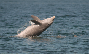 Whales and dolphin