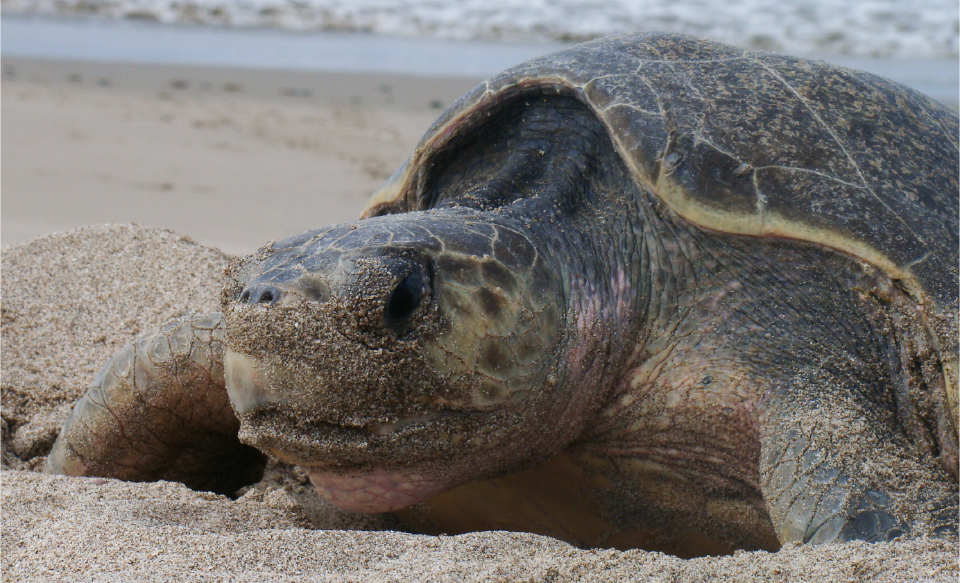 Turtle Tour Chacocente