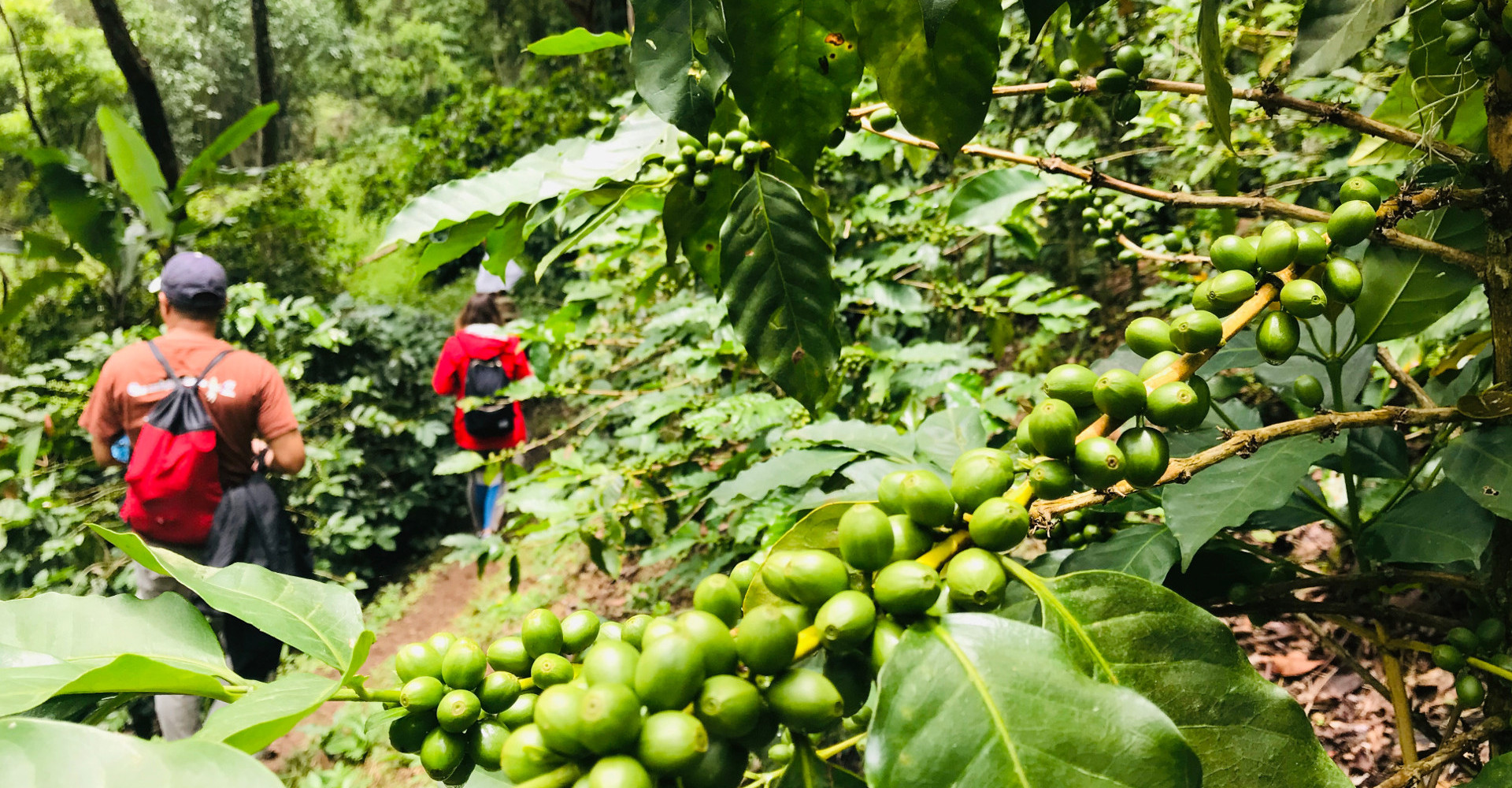 matagalpa-coffe-plantation