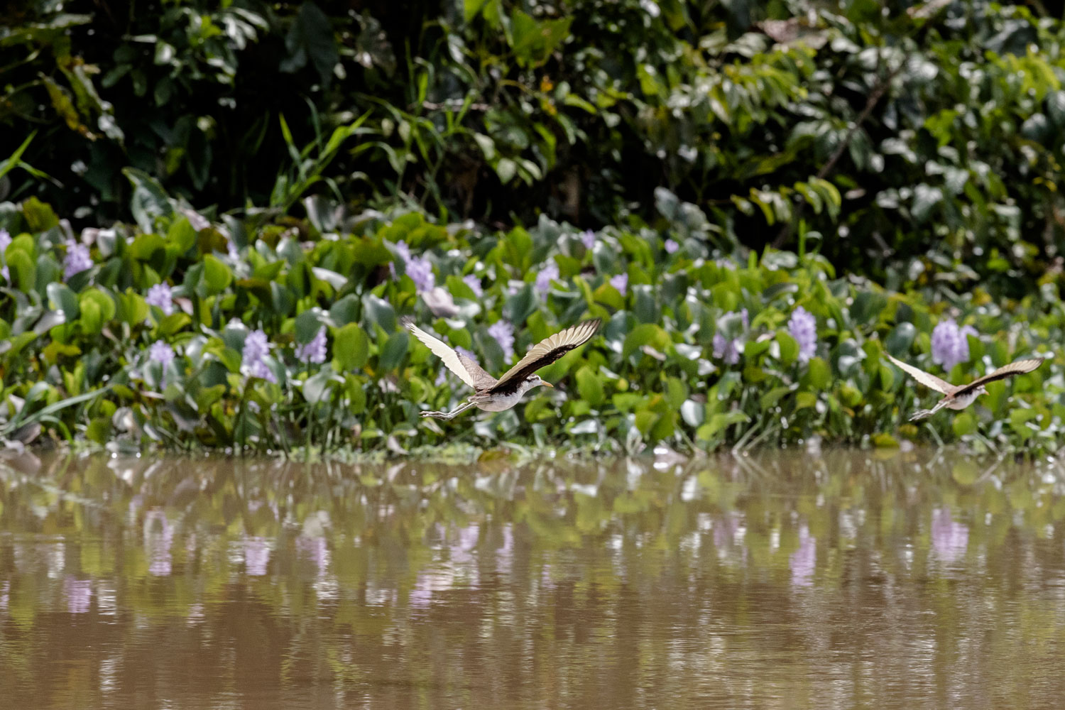 aves-rio-san-juan