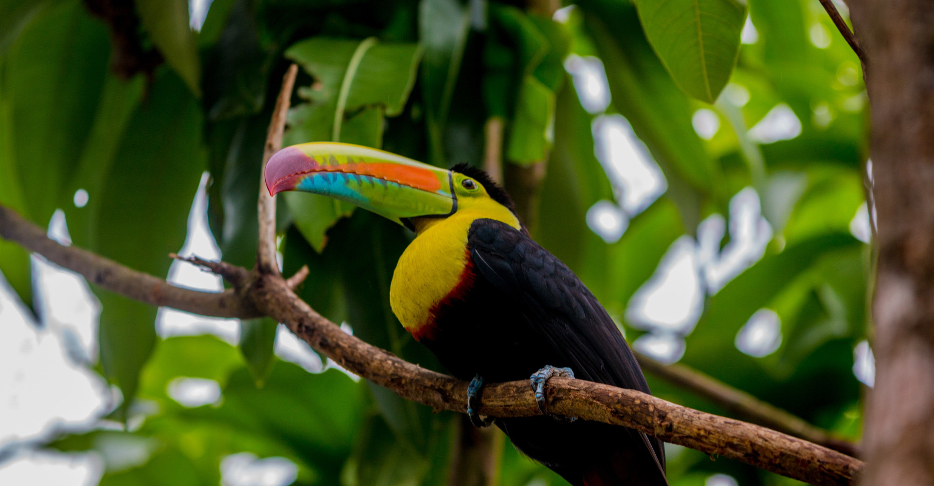 soberania-national-park-tucan