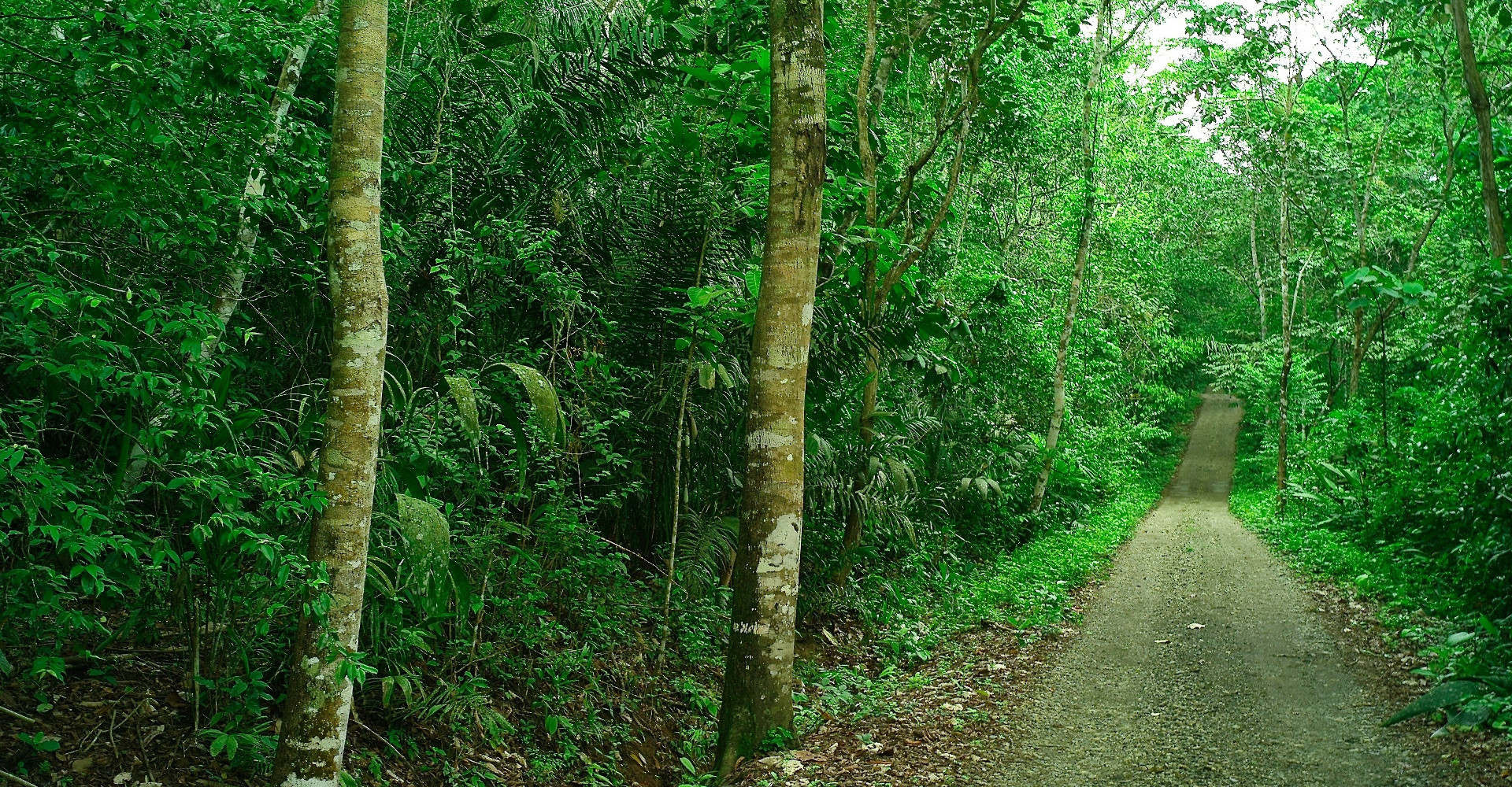 soberania-raindforest