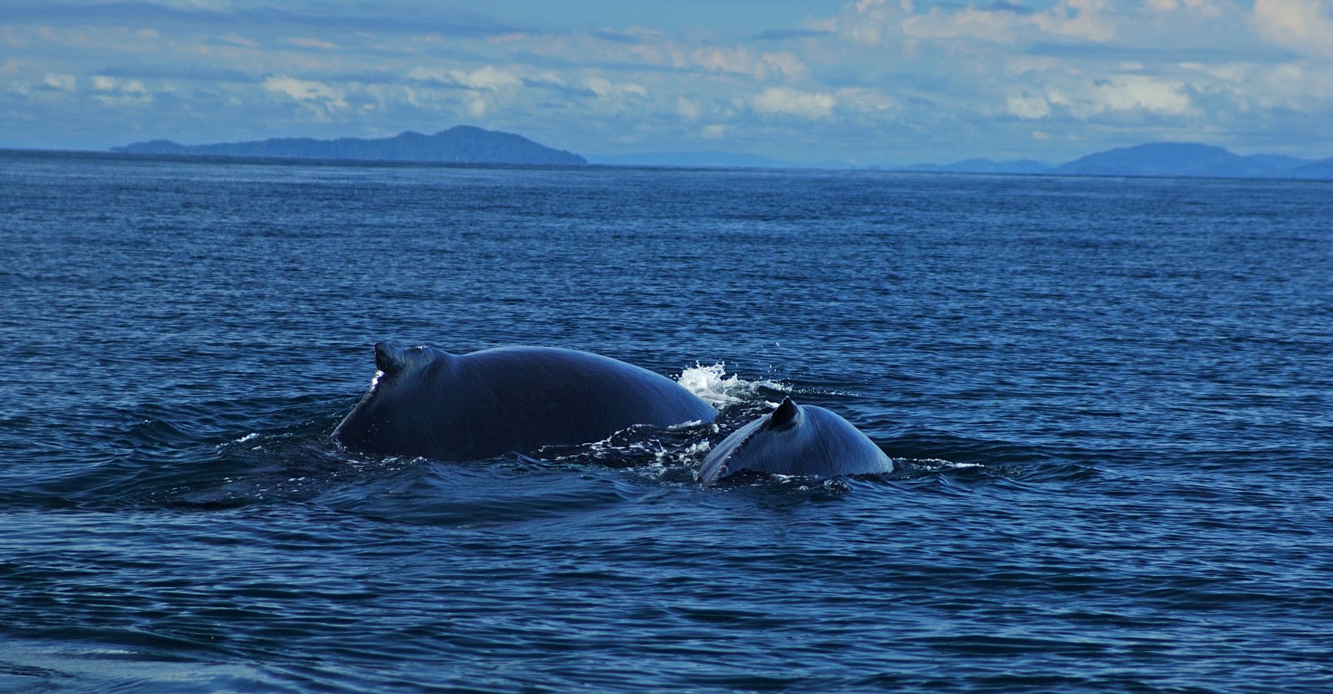 3-whale-pearl-island