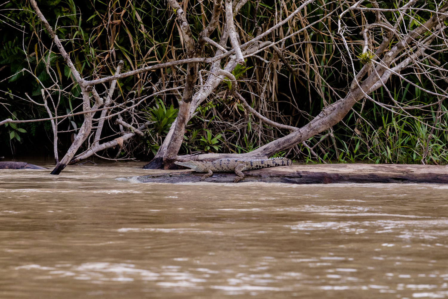 rio-san-juan-aligator