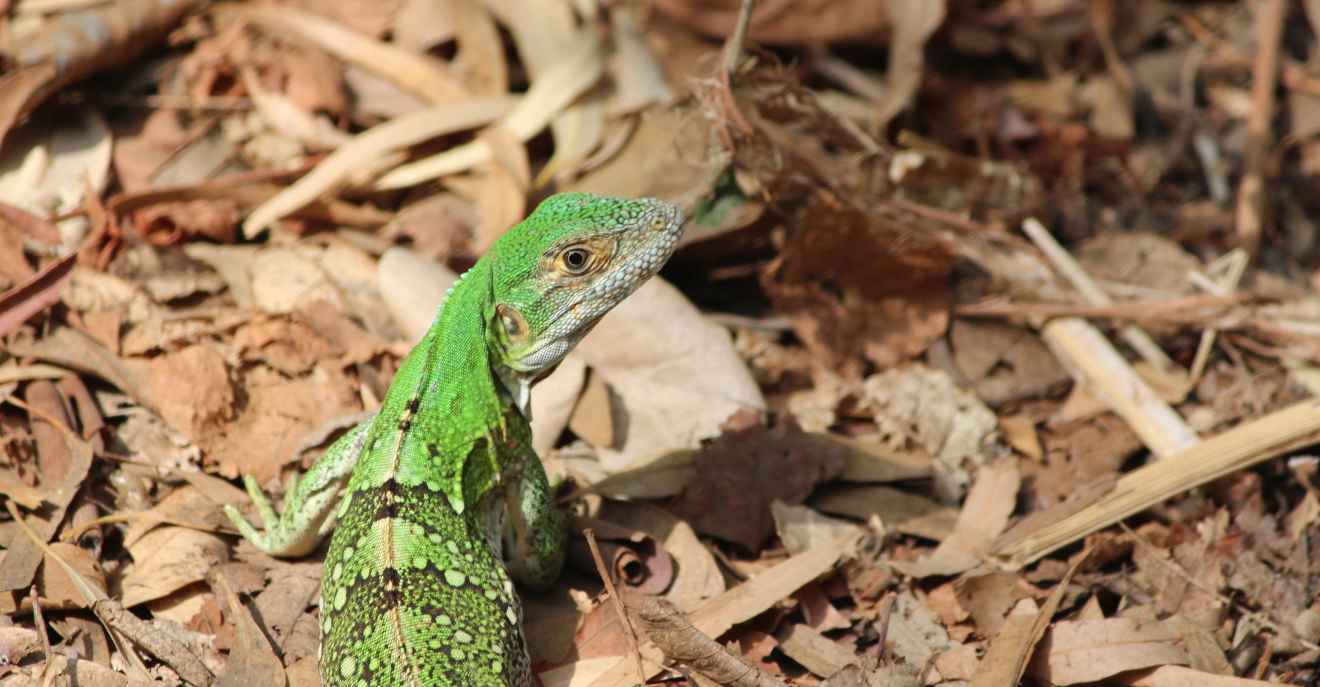 2-peña-inculta-iguana