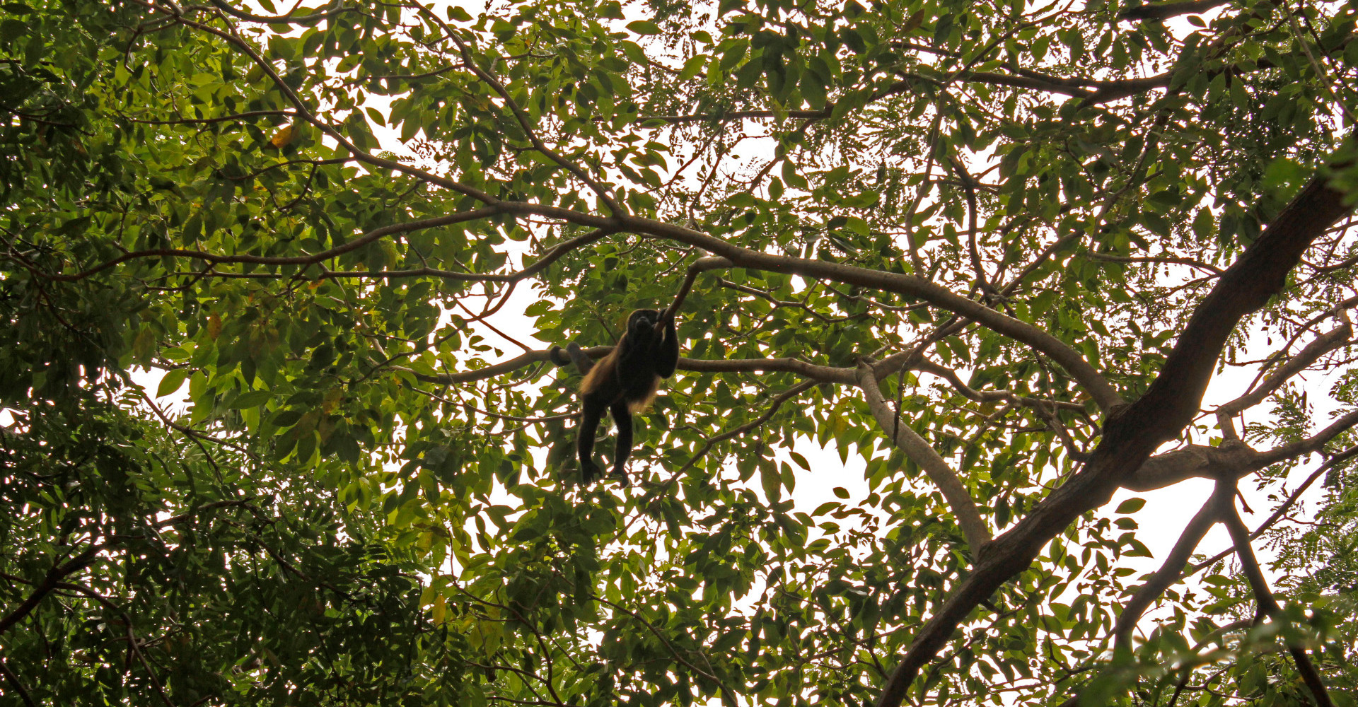 monkey-apoyo-lagoon