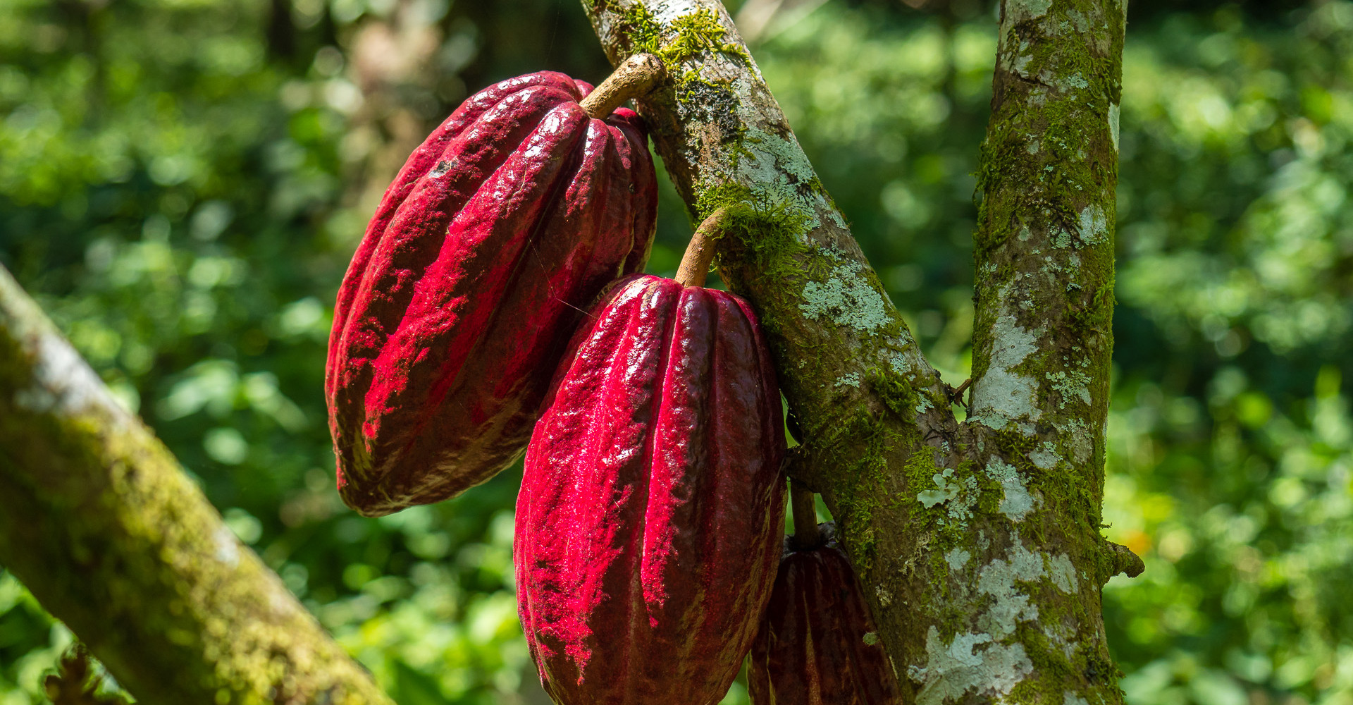 cacao-isletas-granada