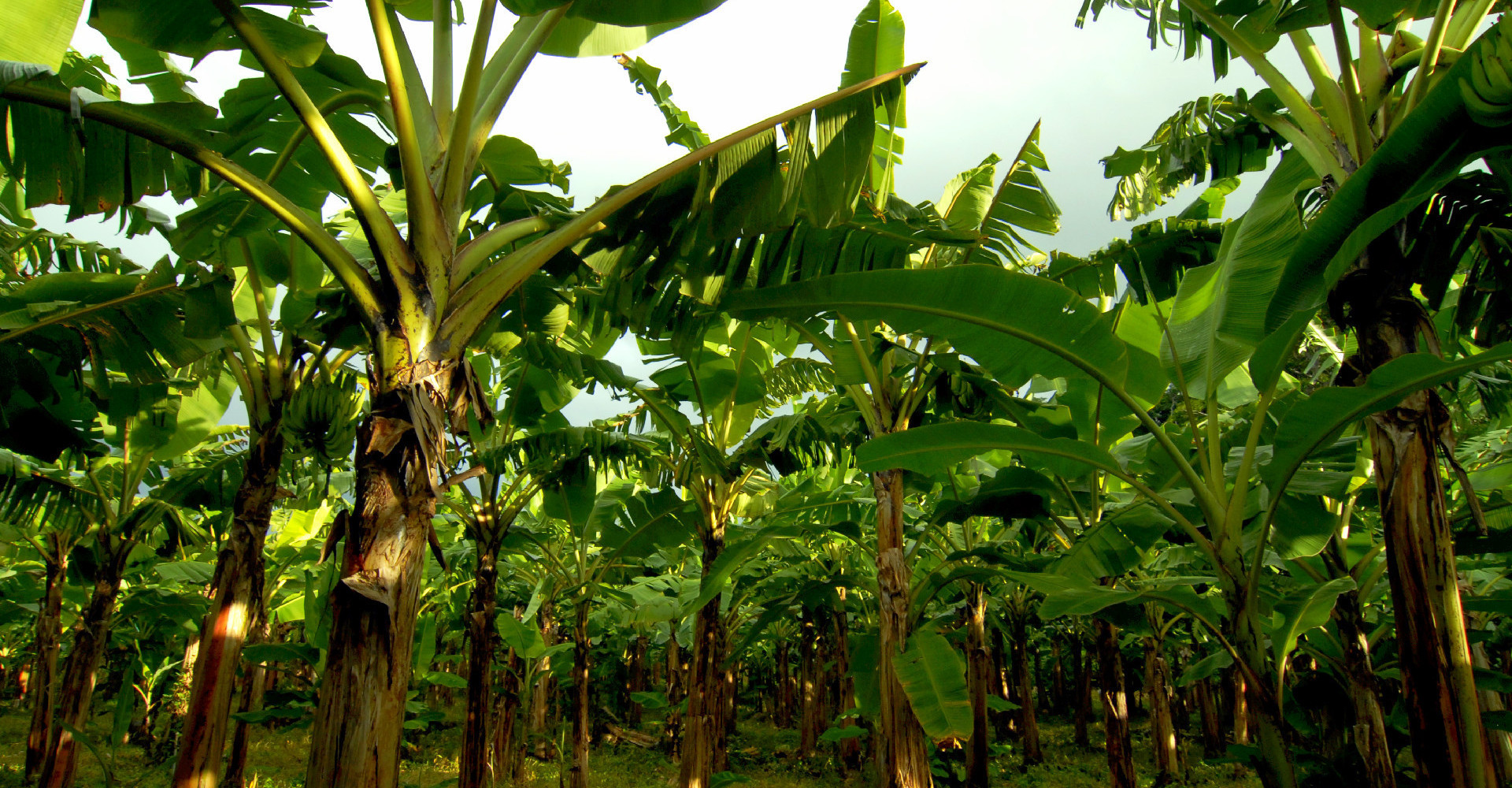 islegras-granada-plantation