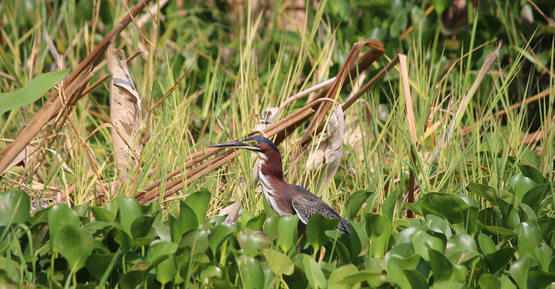 isletas-granada-bird