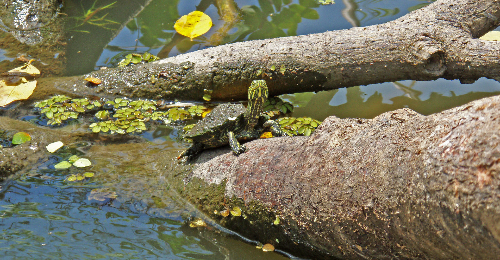 turtle-ometepe