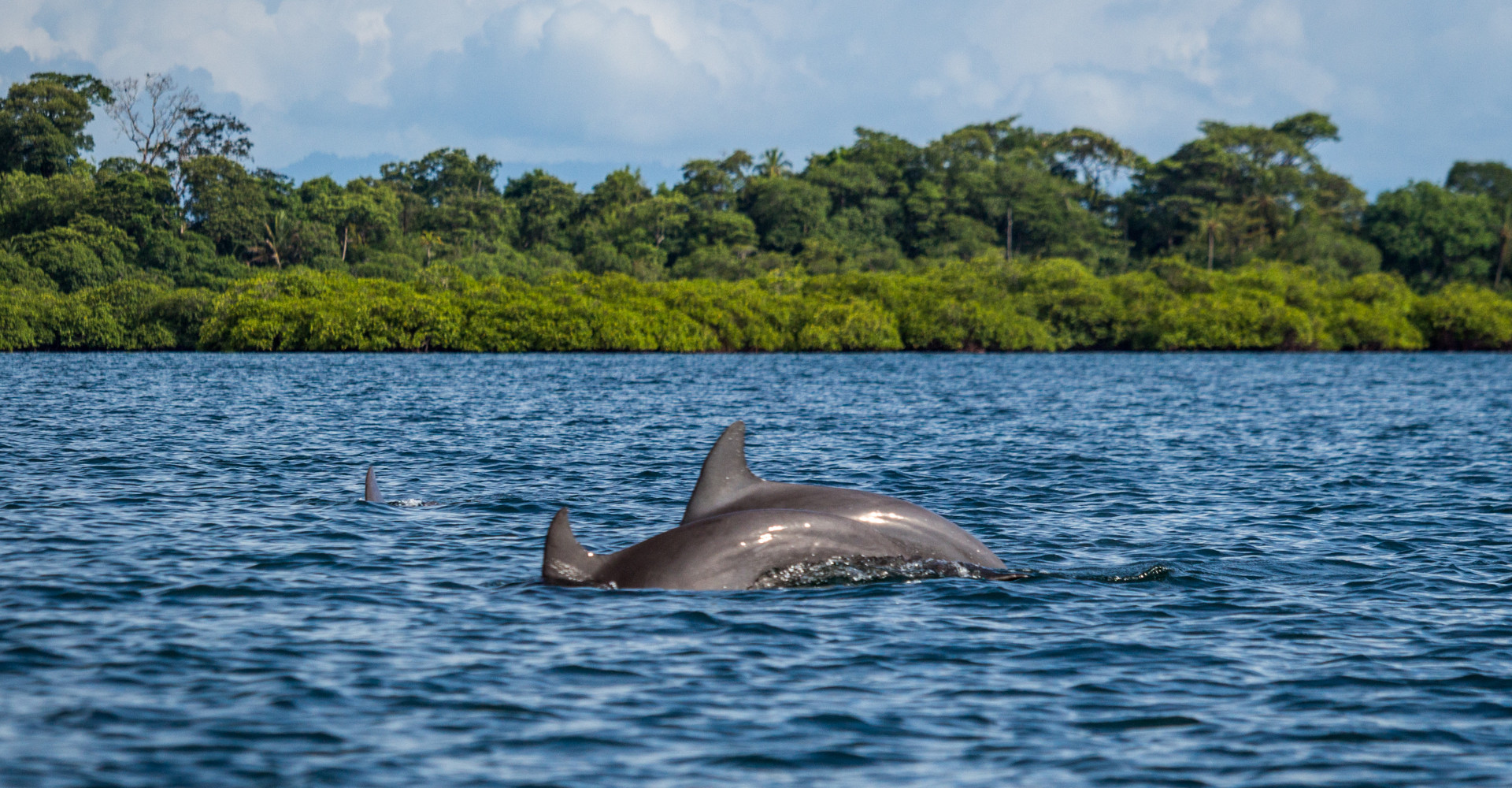 bocasdel-toro-dolphin