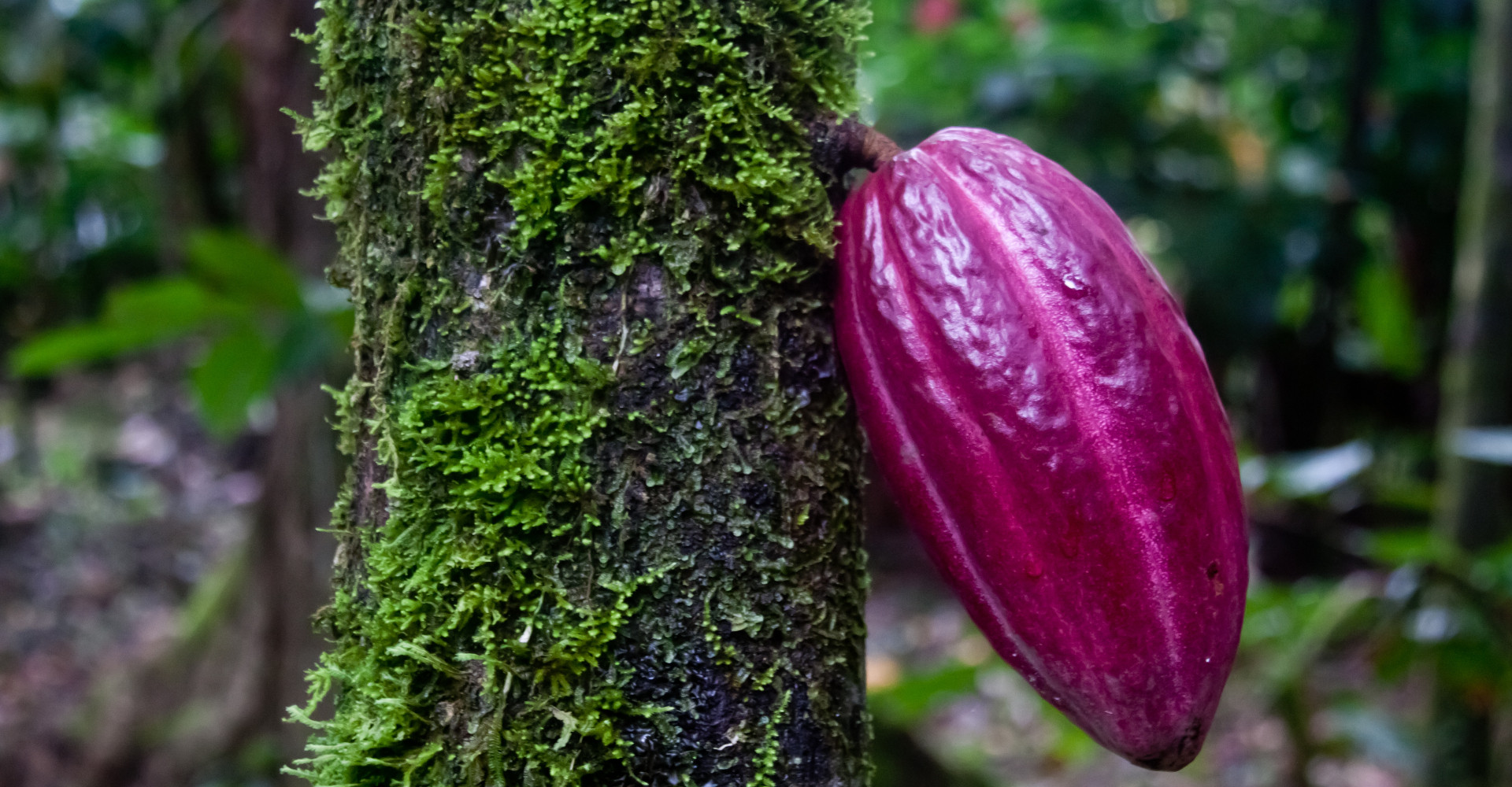 cacao-plant-bocasdel-toro