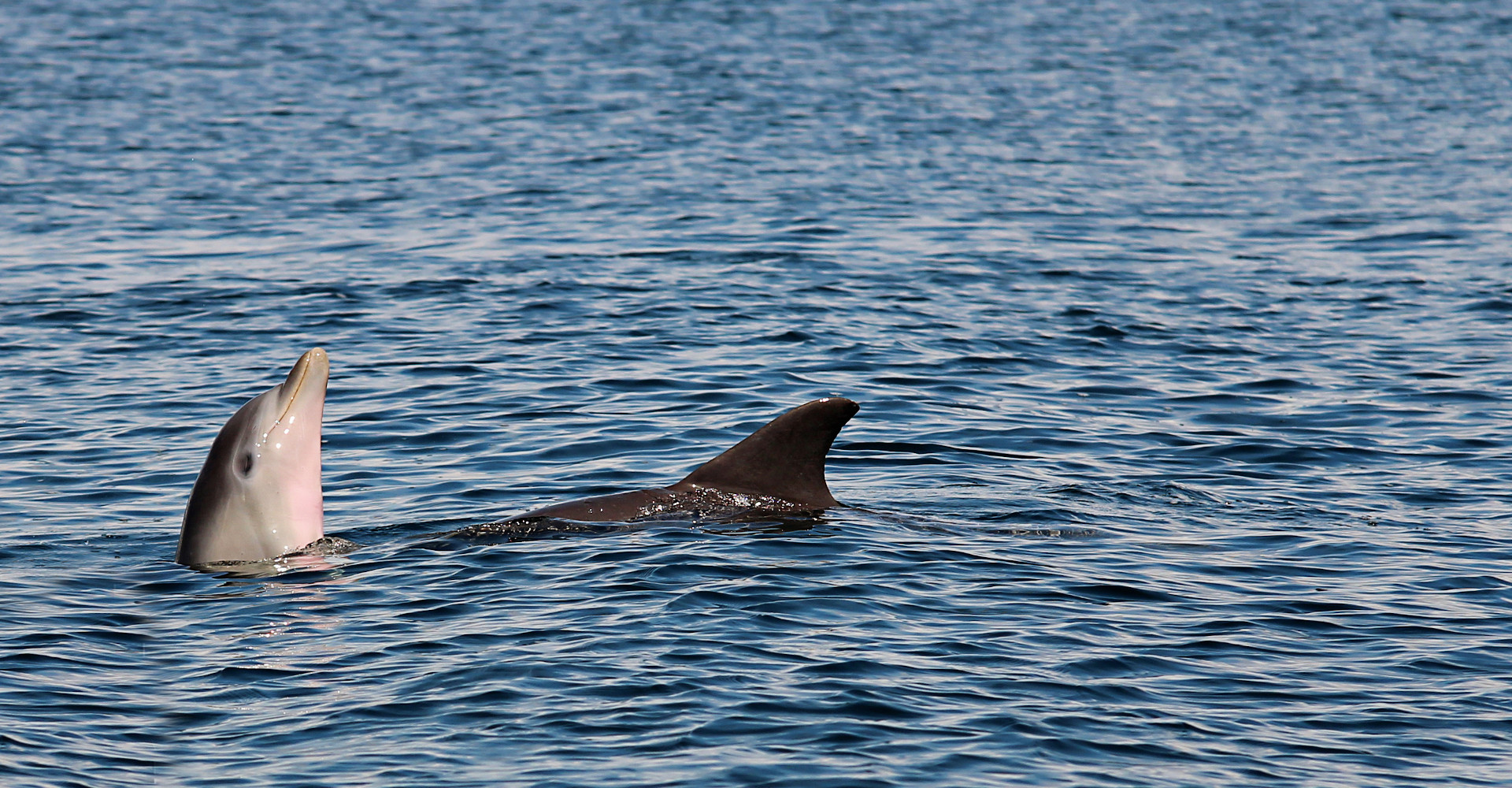 cacaoworkshop-dolphin-bocasdel-toro