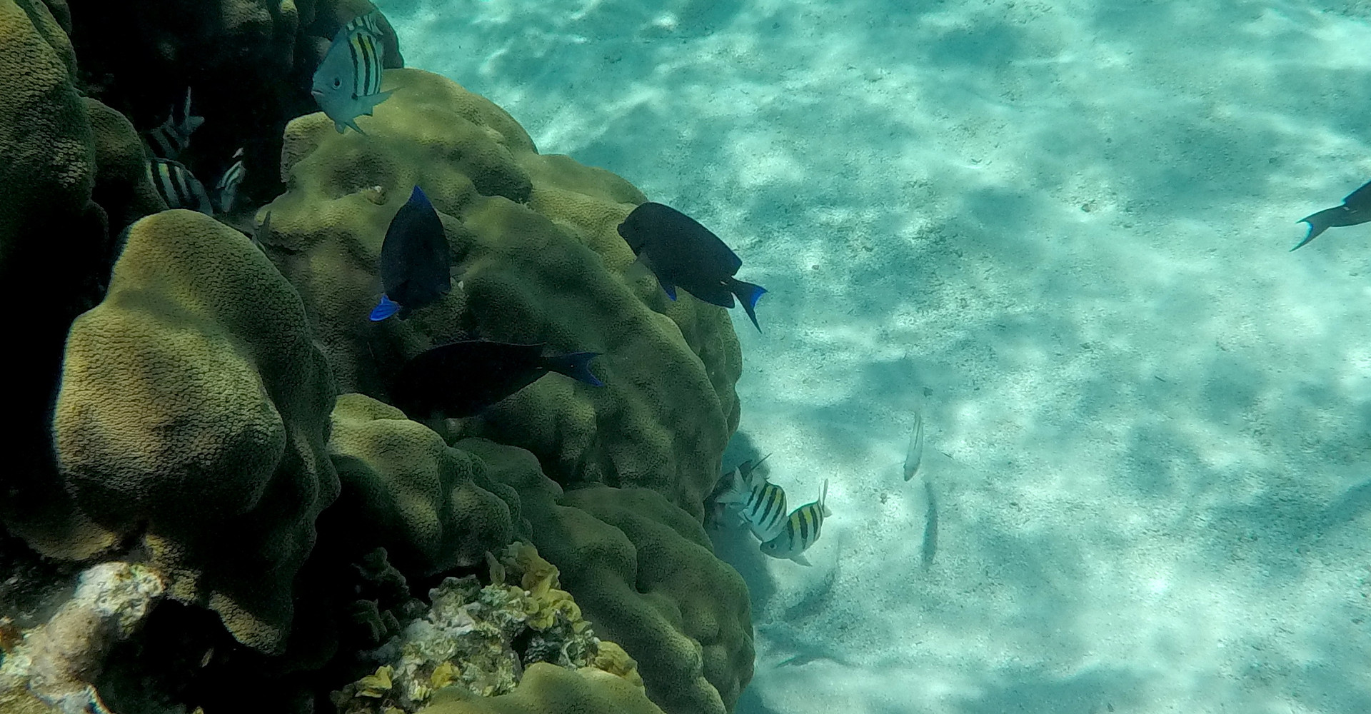 3-corn-island-snorkeling