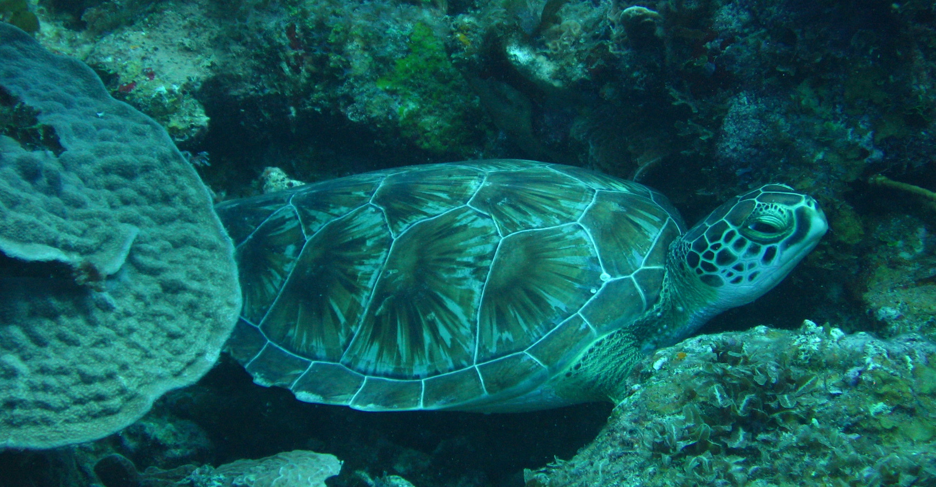 4-turtle-caribbean-corn-island