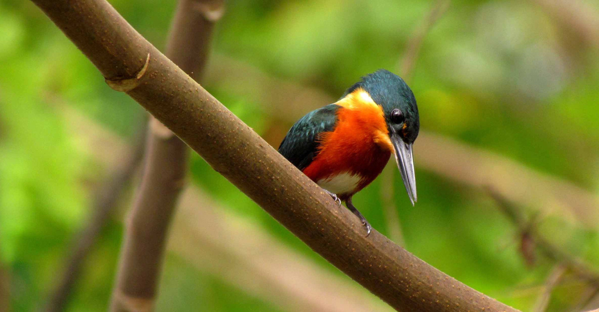 bird-isla-bastimentos