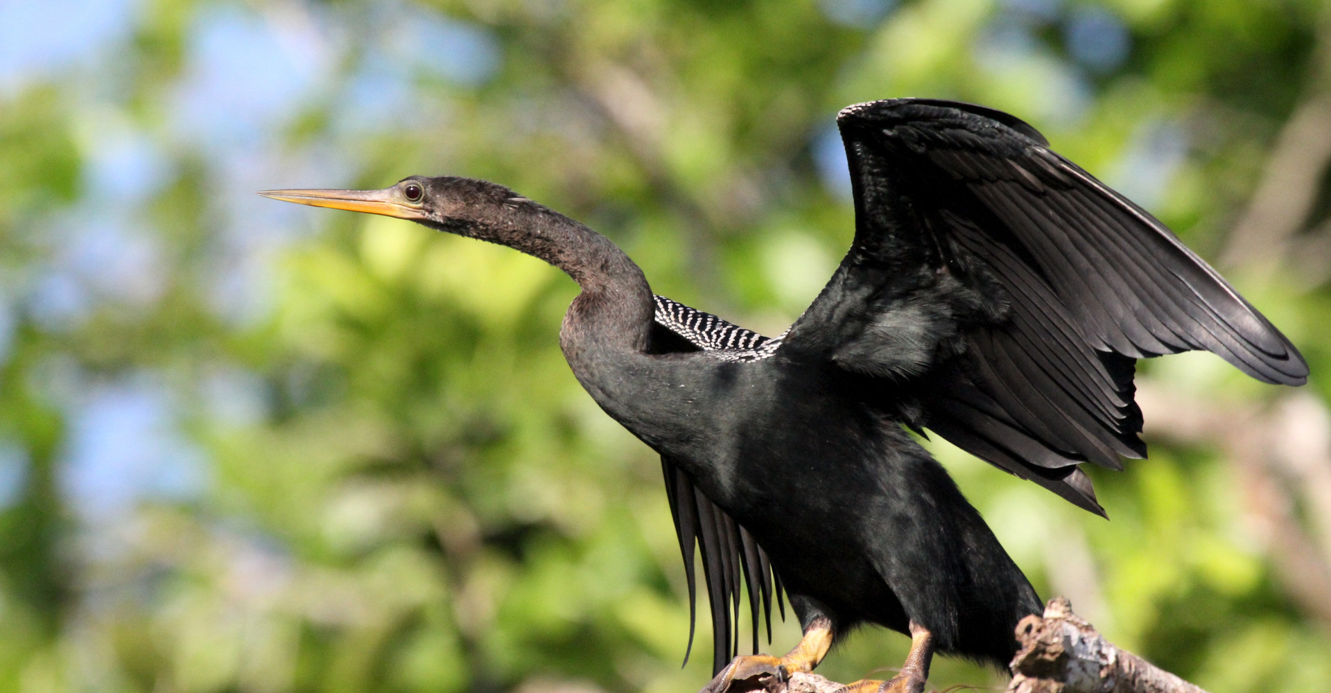 bird-los-guatuzos