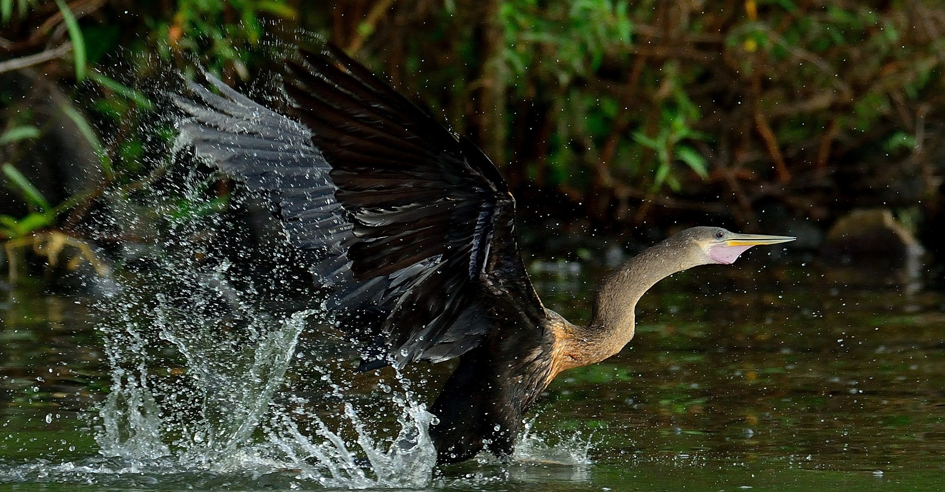 bird-riosanjuan