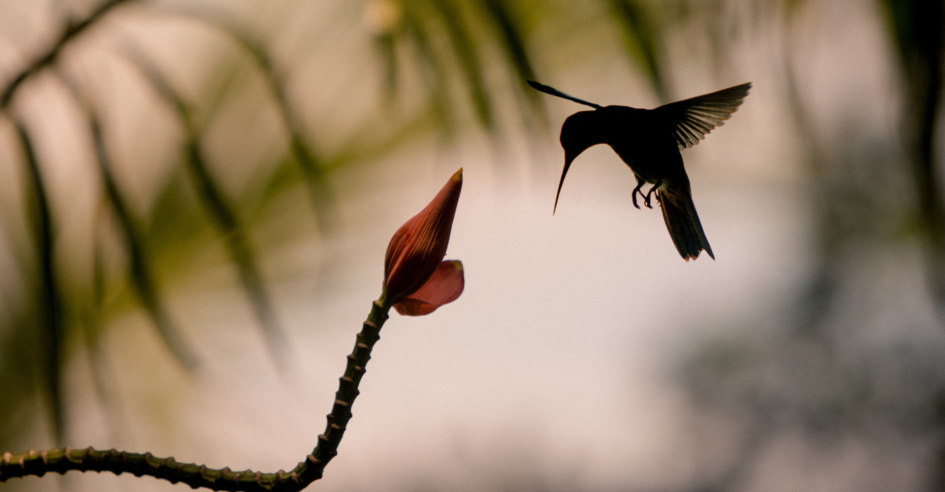 golfo-chiriqui-bird