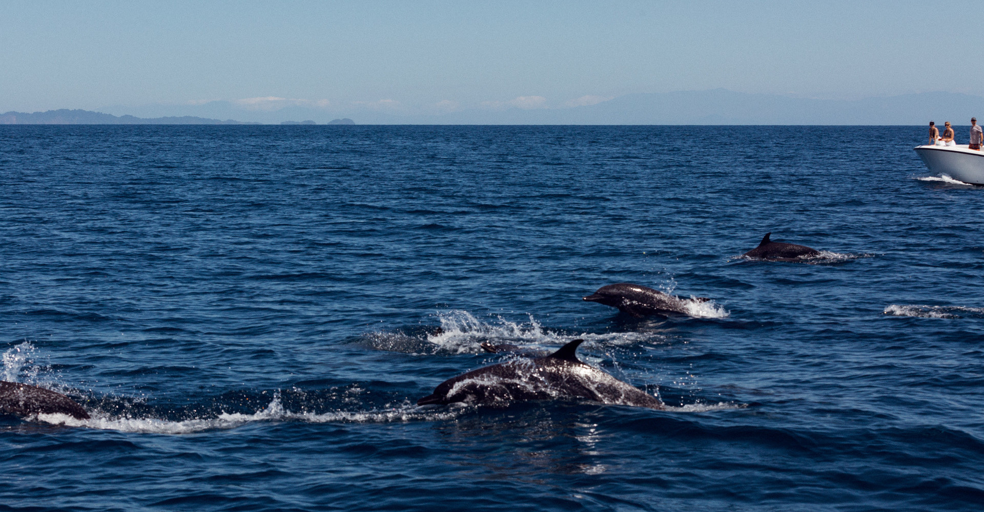 golfo-chiriqui-dolphin