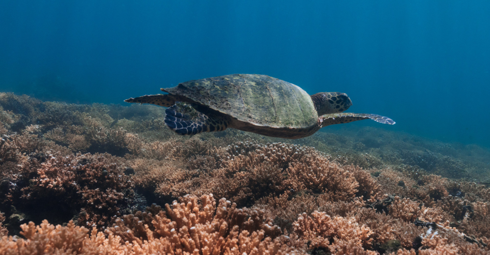 golfo-chiriqui-turtle