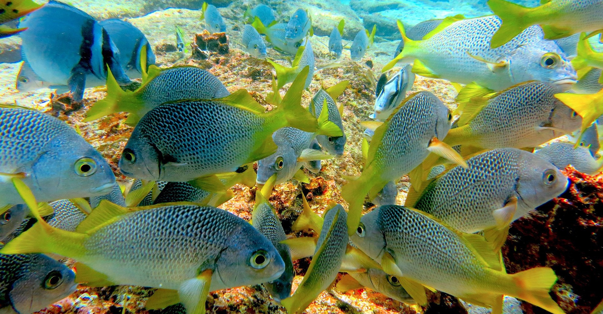 taboga-diving-fish