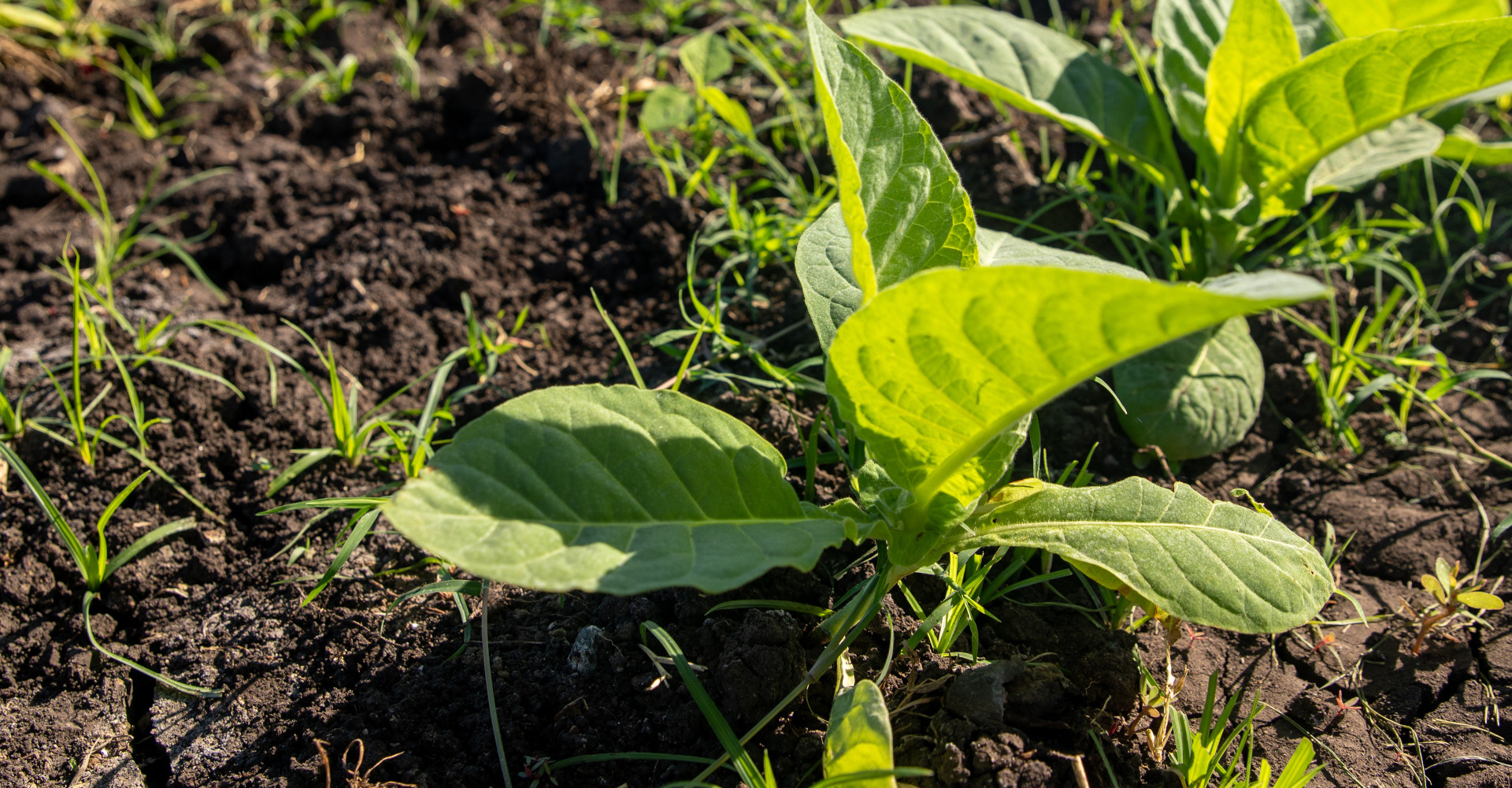 1-plantation-tobacco-esteli