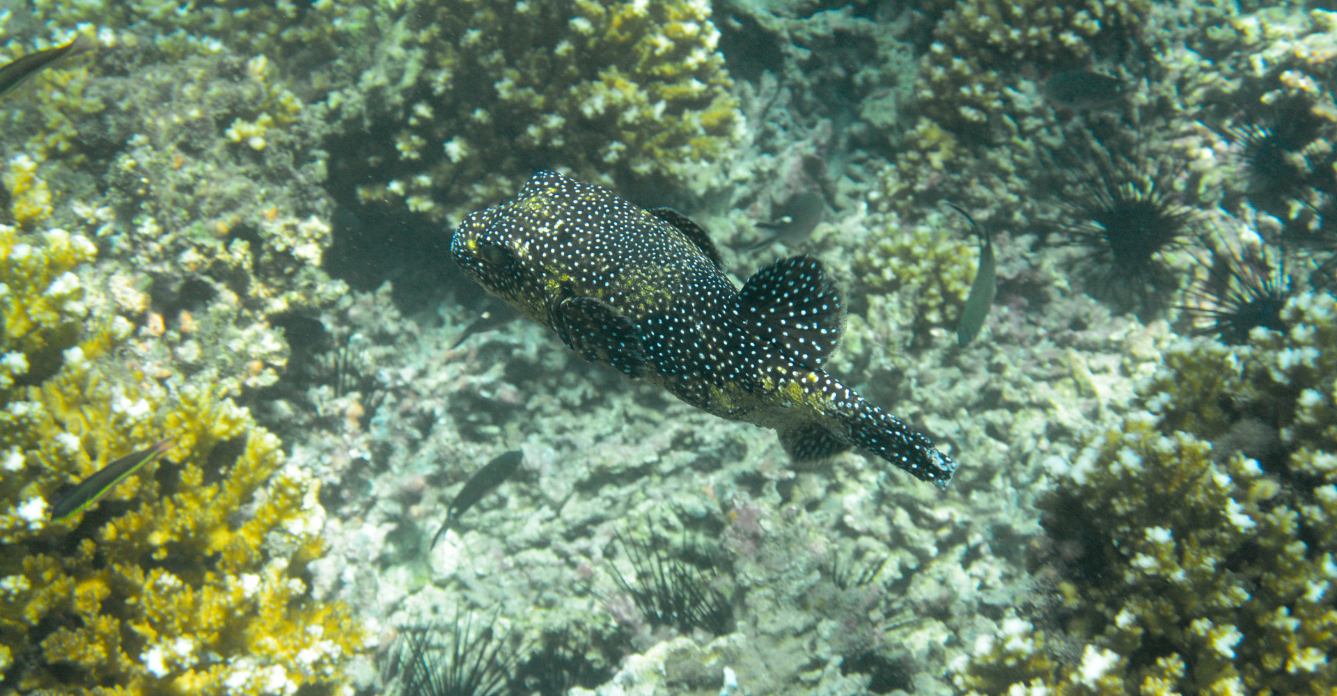 coiba