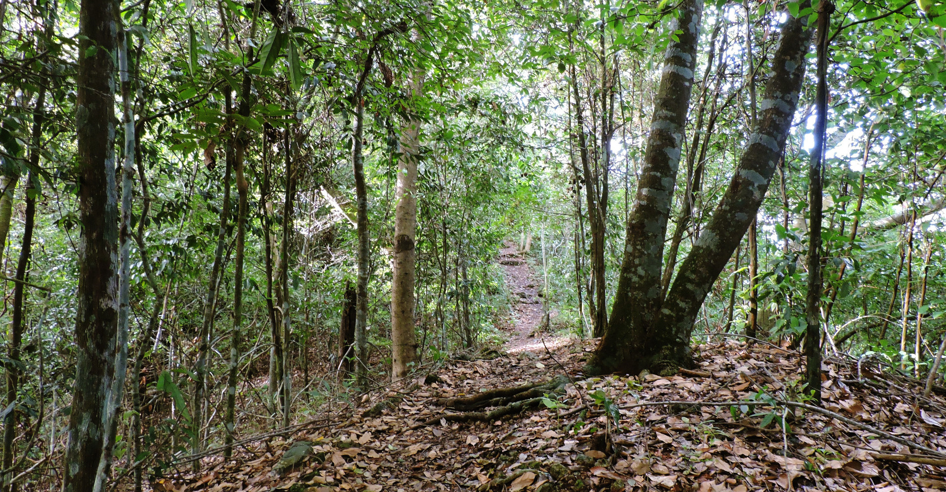 chagres-river-forest