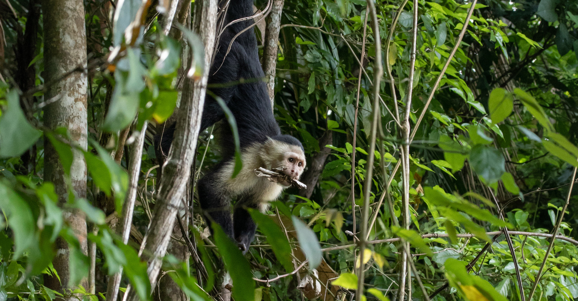 chagres-river-monkey