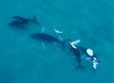 Whales and Dolphins at Pearl Islands