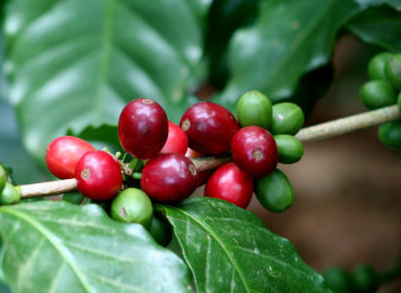 Matagalpa Coffee Tour